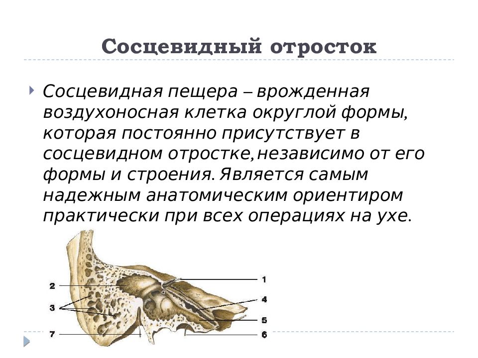 Внутреннее ухо находится в кости. Анатомия среднего уха и сосцевидного отростка. Сосцевидная пещера анатомия. Сосцевидные ячейки височной кости. Височная кость сосцевидный отросток.