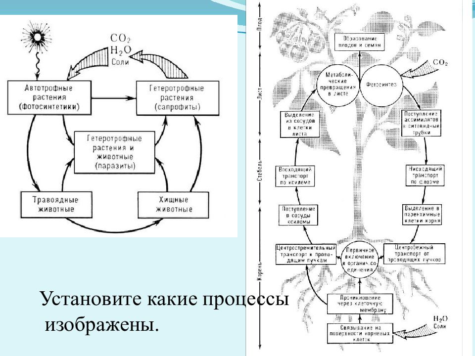 Установи какие процессы. Биогеохимический цикл воды схема. Биогеохимические процессы в биосфере. Биогеохимический цикл азота презентация. Какие циклы протекают в биосфере.