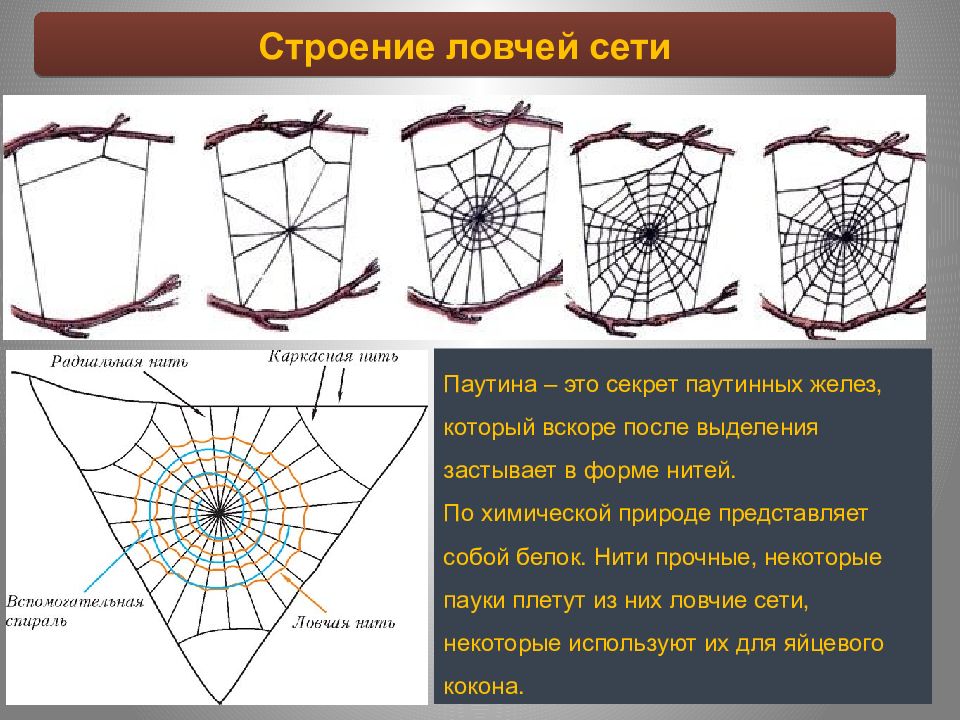 Паутина тайной жизни содержание. Паукообразные строение паутины. Строение паутины паука. Строение нити паутины. Паутина ловчая сеть.