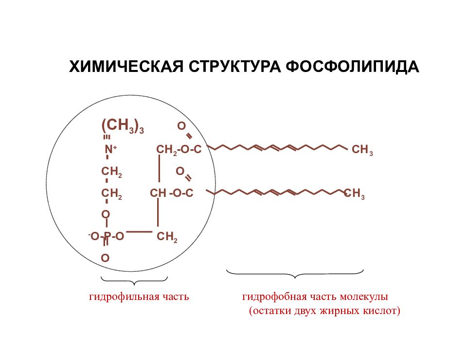 Строение фосфолипида. Химическая структура фосфолипидов. Фосфолипиды строение биохимия. Строение фосфолипидов биохимия. Гидрофильные и гидрофобные части фосфолипидов.