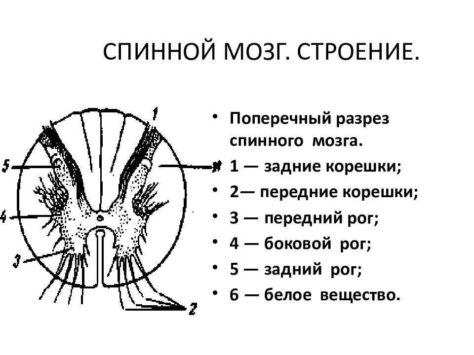 Назовите структуры спинного мозга обозначенные на рисунке 1 и 2 опишите особенности