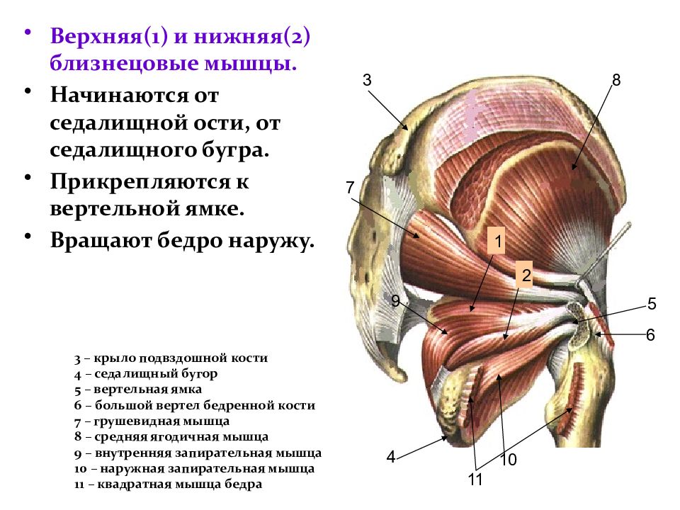 Мышцы таза рисунок с подписями