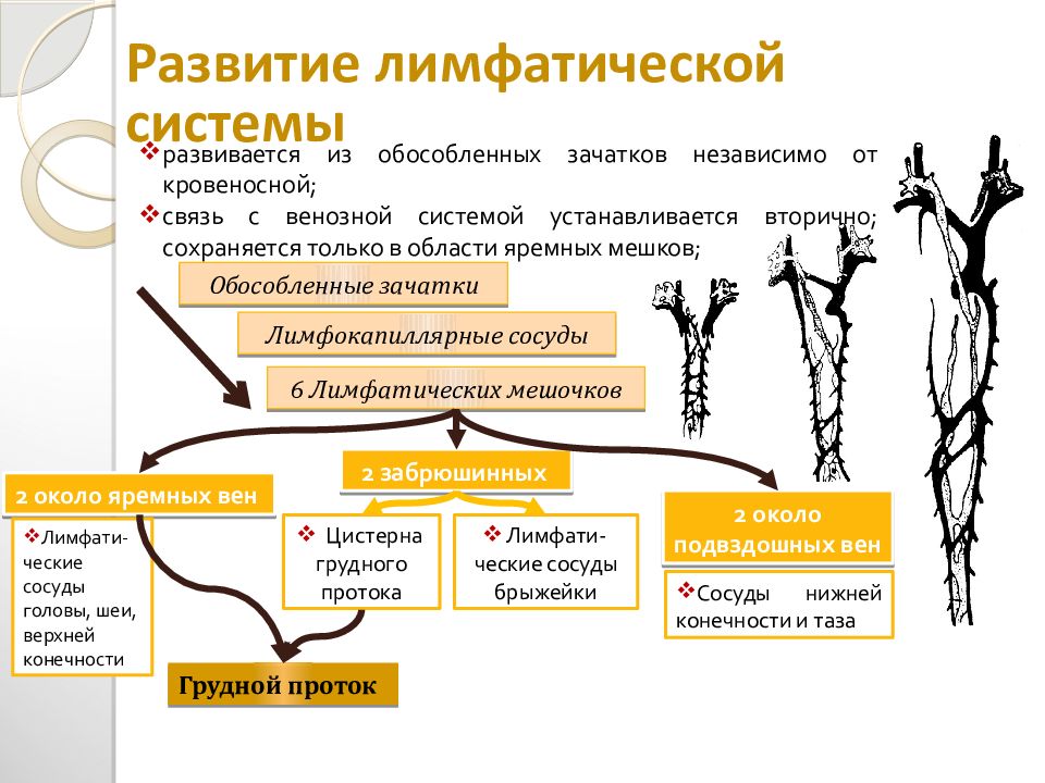 Схема строения лимфатической системы пропущенные компоненты