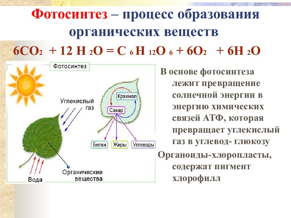 Какие организмы обеспечивают превращение солнечной энергии в химическую нарисуйте