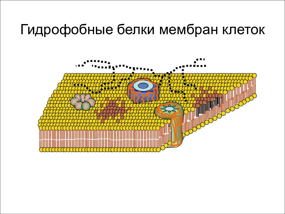 Образуют гидрофобную основу клеточной мембраны. Гидрофобные взаимодействия. Клеточная основа.