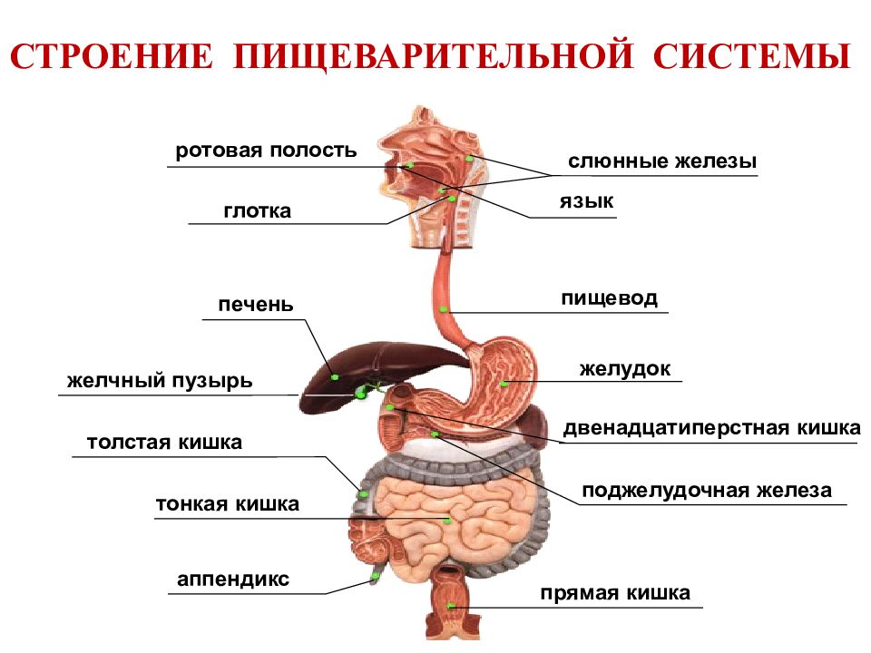 Органы пищеварения человека в картинках с названиями