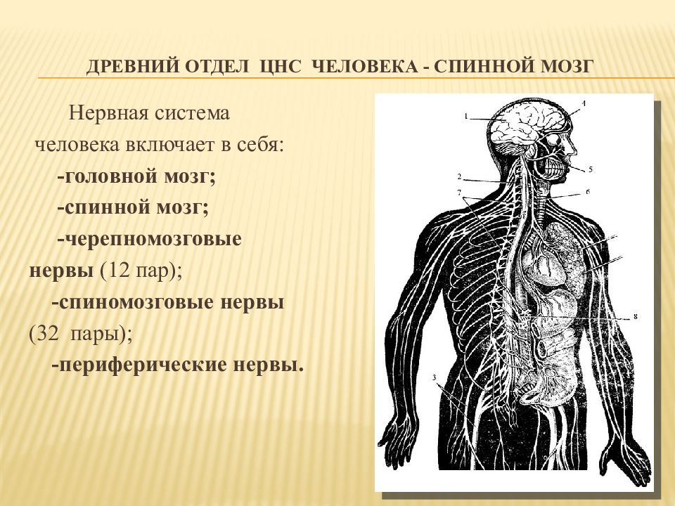 Презентация нервная система человека егэ