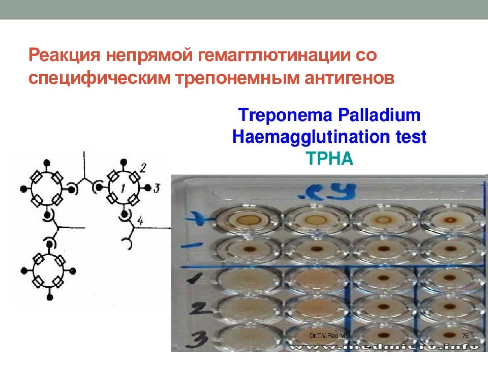 Реакция гемагглютинации