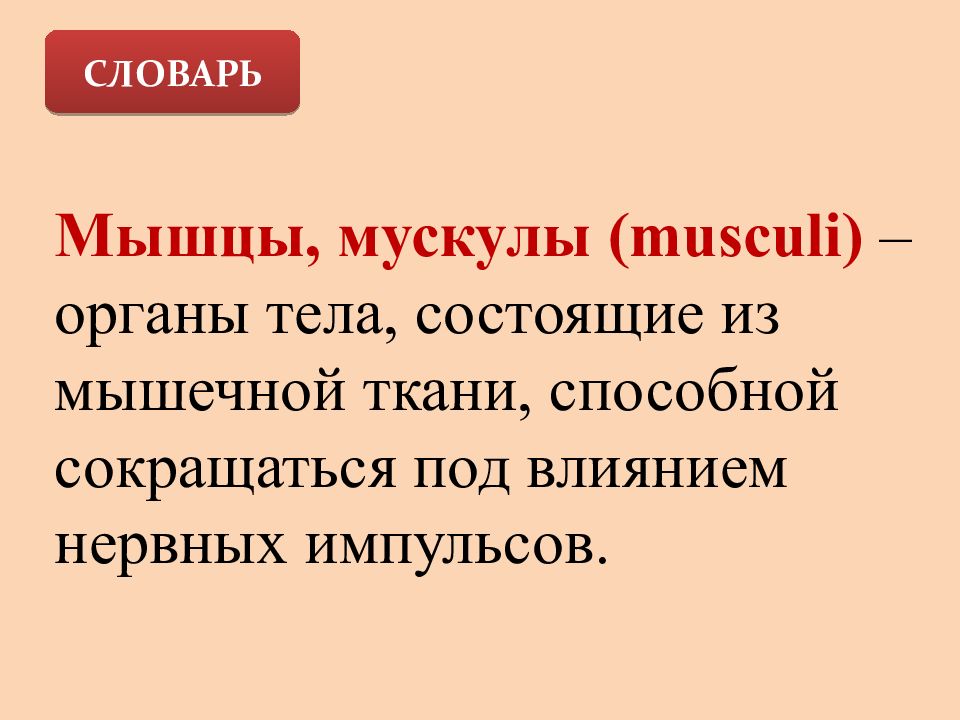 Способный сокращаться орган