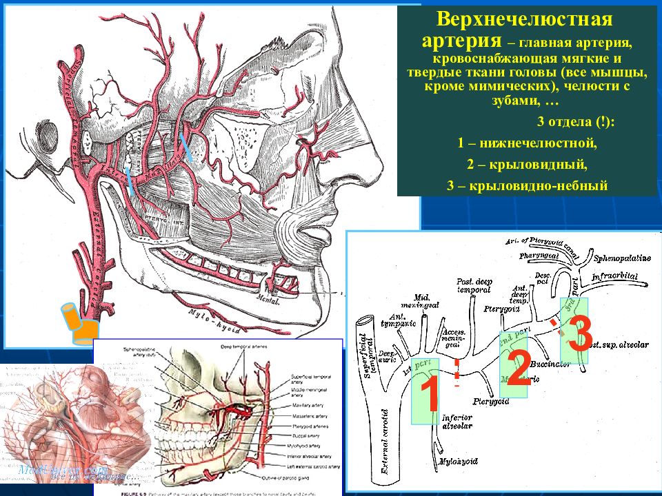 Кровоснабжение стенок туловища и диафрагмы венозный отток