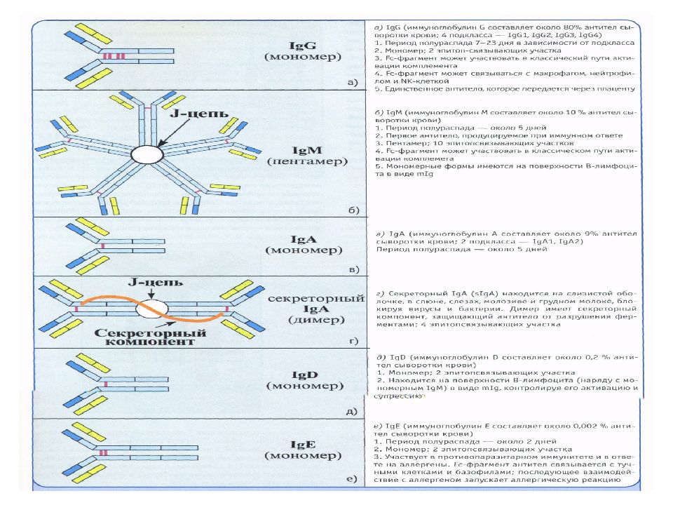 Антитела в сыворотке крови igg. Структура классов иммуноглобулинов и функции. Иммуноглобулин класса g строение. Строение и функции антител классы иммуноглобулинов. Класс 1 антител иммуноглобулина.