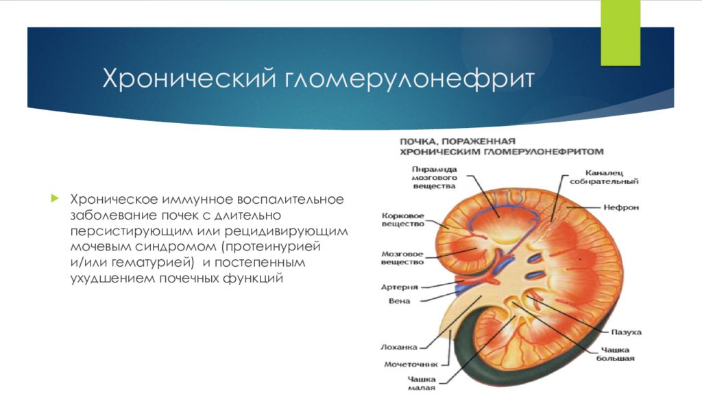 Для ультразвуковой картины почек при остром гломерулонефрите будет характерно