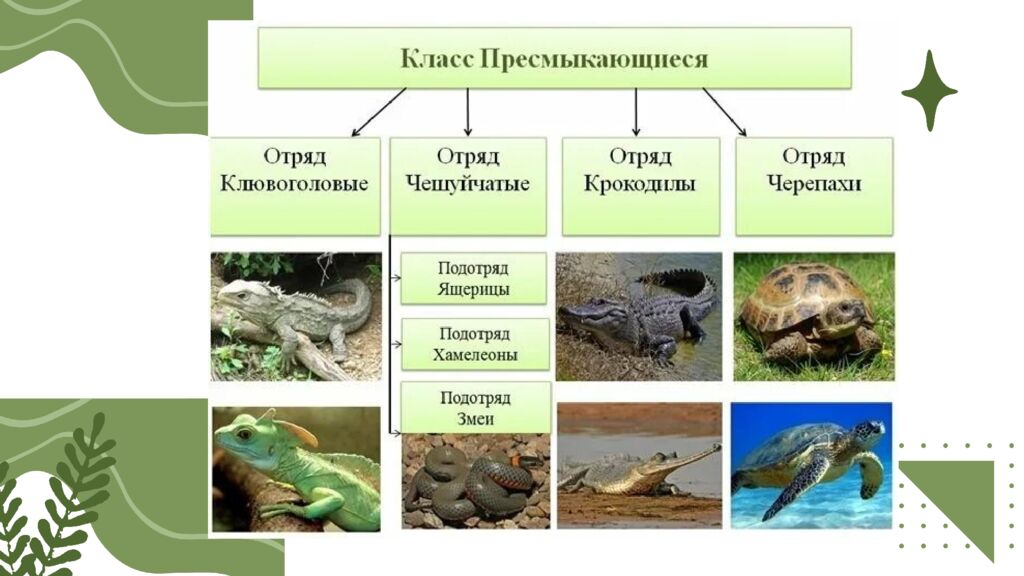 Общая характеристика пресмыкающихся