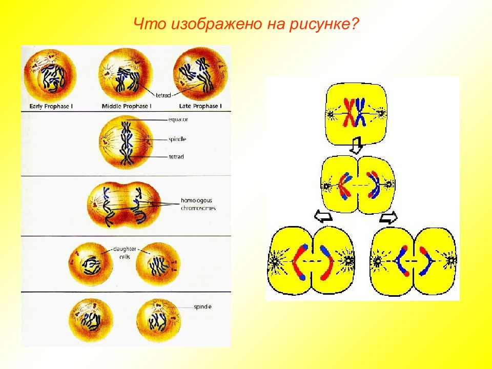 На рисунке изображена мейоза. Фазы мейоза без подписей. Мейоз схема без подписей. Митоз мейоз фазы без подписи. Схема мейоза рисунок.