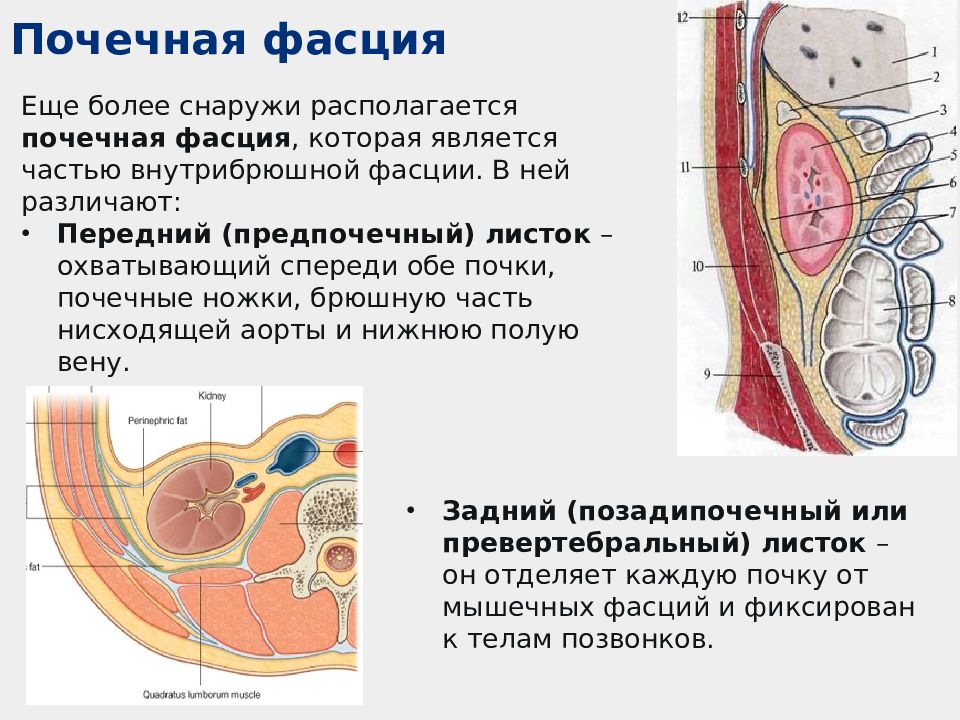 Почечная ножка