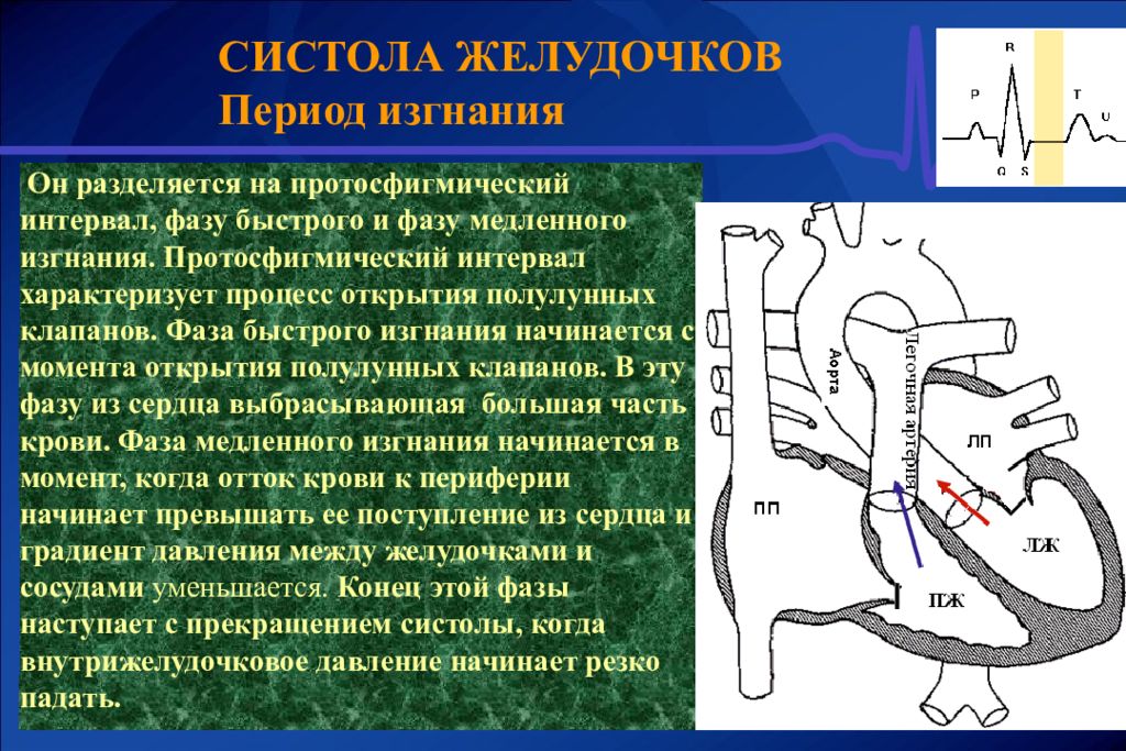 Систола это. Период изгнания систолы желудочков. Систола желудочков. Систола желудочков фаза изгнания. Фаза систолы желудочков.