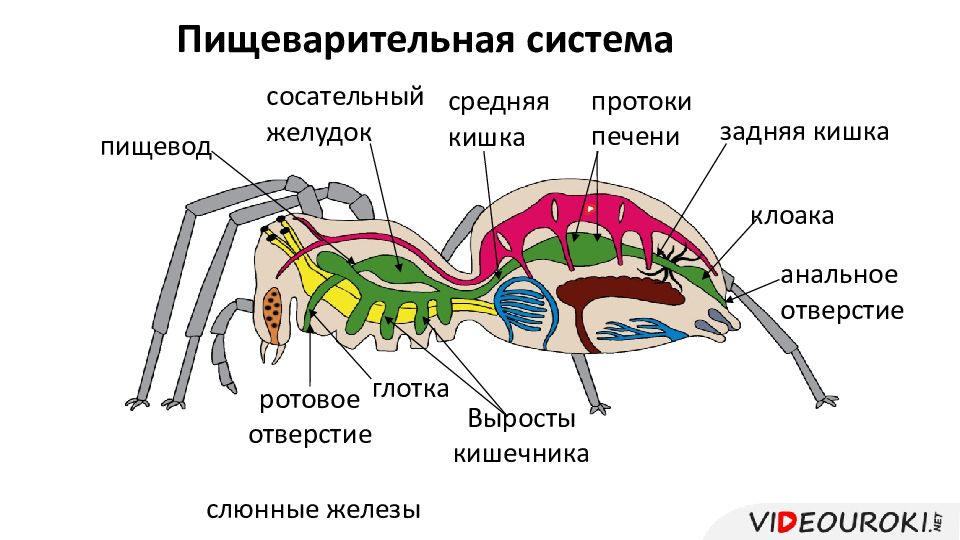 Паукообразные 8 класс биология