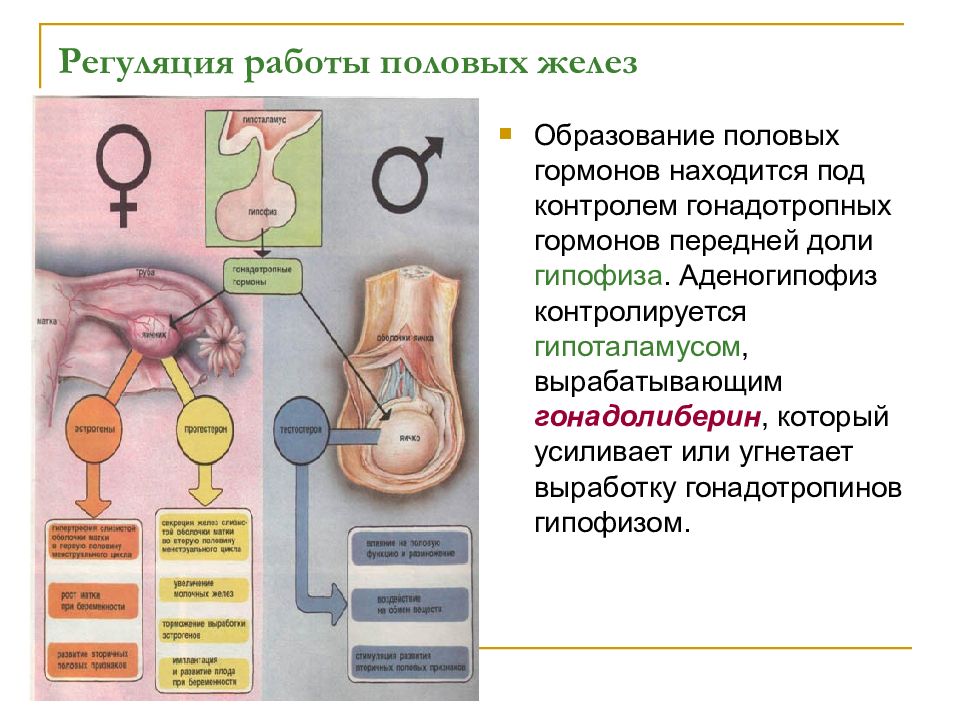 Презентация по половой системе