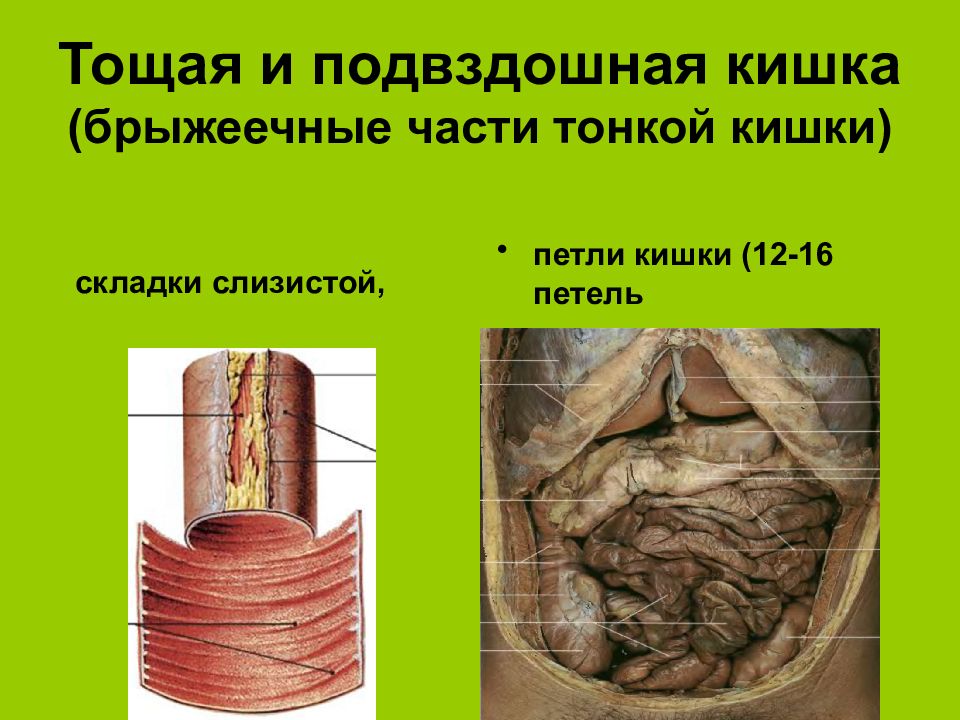 Подвздошная кишка. Тощая и подвздошная кишка. Тонкая и подвздошная кишка. Тощая кишка и подвздошная кишка.