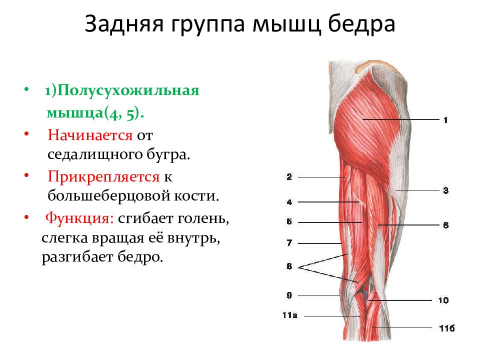 Функция мышц задней группы бедра