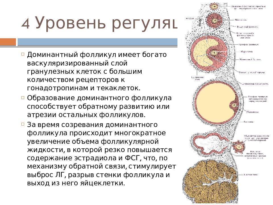 Презентация на тему менструационный цикл и регуляция