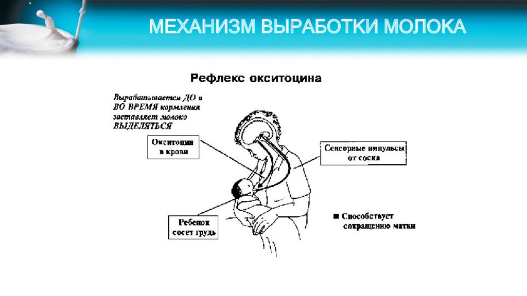 Выработки молока. Механизм выработки молока. Механизм выработки грудного молока. Грудное молоко механизм выработки. Рефлекс выработки молока.