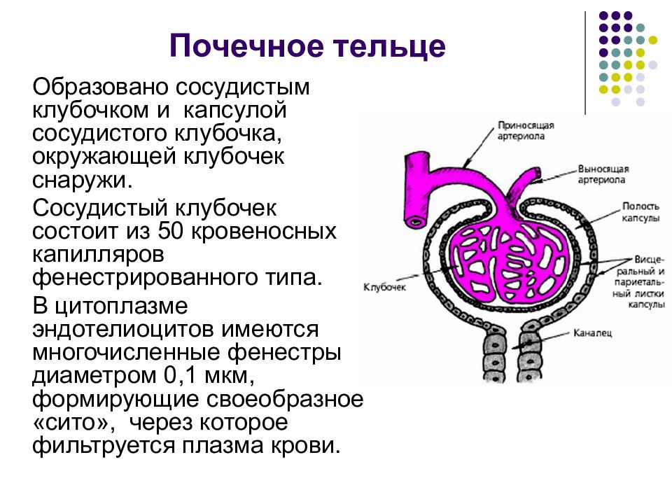 Почечное тельце состоит из