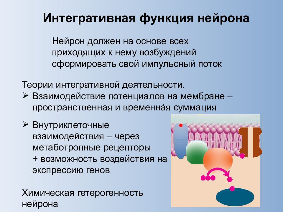 Интегративная функция. Интегративная функция нейрона. Интегративная деятельность нейрона. Интернративеая функция нейтронов. Интегративная деятельность нейрона физиология.