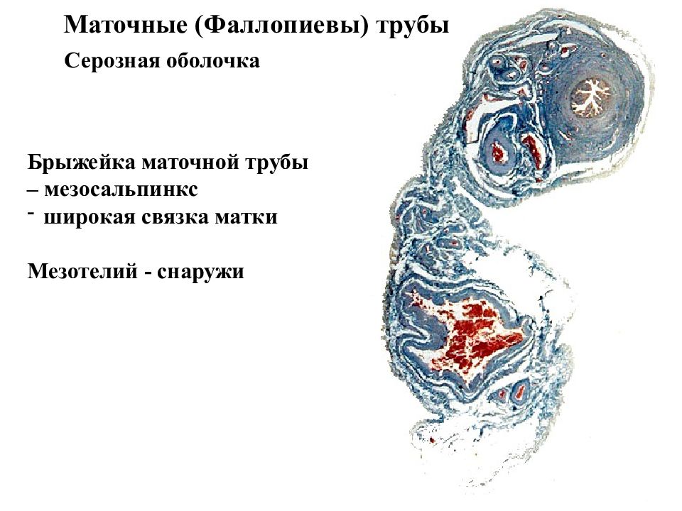 Женская половая система презентация 8 класс