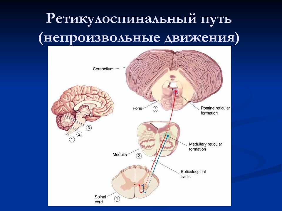 Покрышечно спинномозговой путь схема