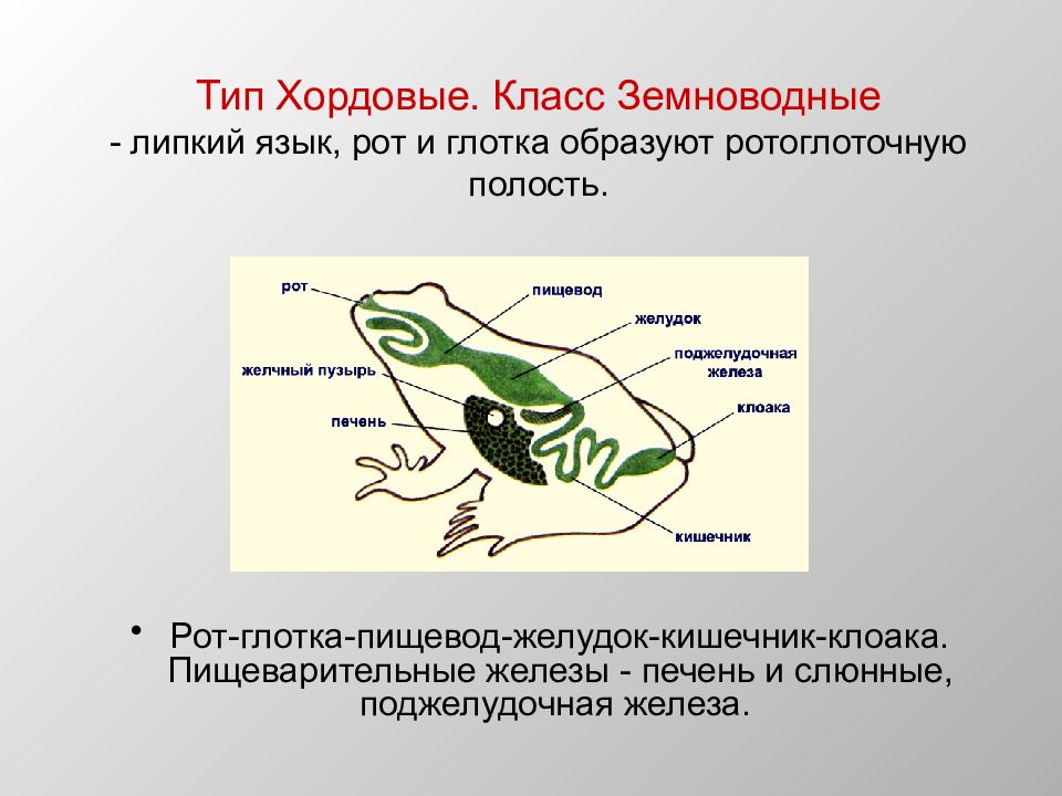 К каким классам относятся изображенные на рисунках животные типа хордовые лягушка