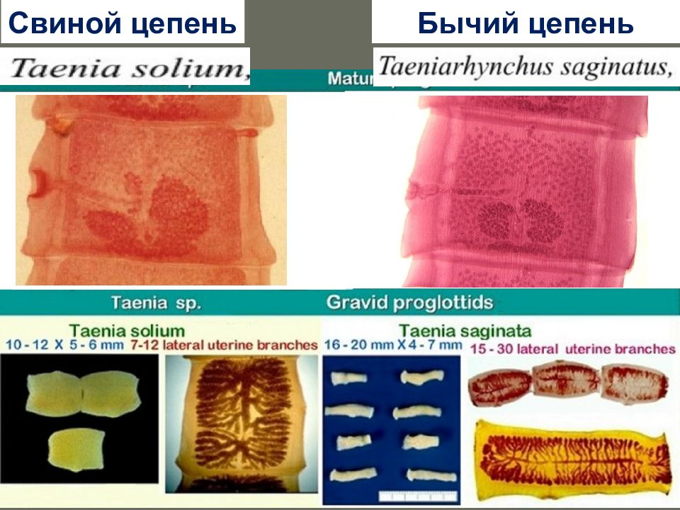 Свиной цепень презентация