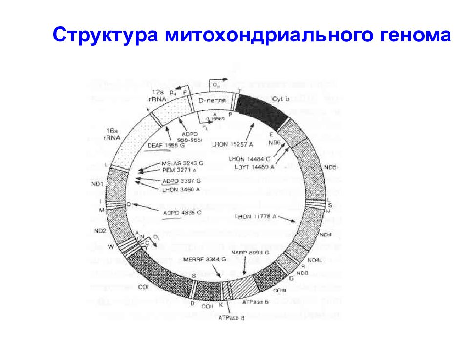 Митохондриальная днк. Структура митохондриального генома. Митохондриальная ДНК растений. Митохондриальная ДНК животных. Организация митохондриального генома человека.