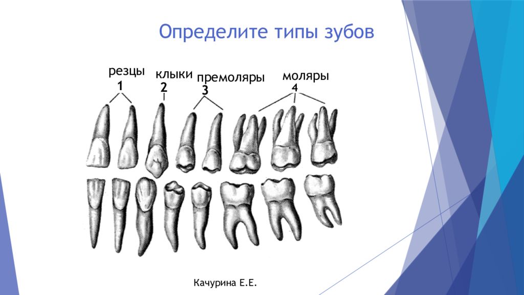 Отличить 1 3. Резцы клыки премоляры моляры. Резец клык моляр премоляр. Малые коренные зубы анатомия строение. Зубы анатомия резцы клыки.