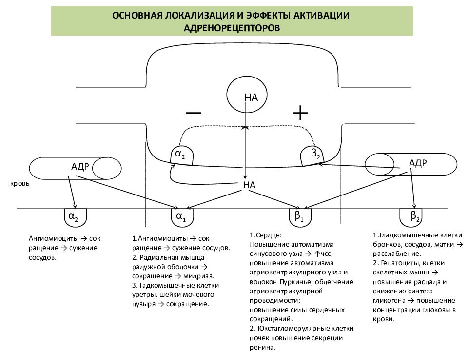 Альфа адренорецепторы локализация. Альфа 1 рецепторы локализация. Локализация Альфа 1 и Альфа 2 адренорецепторов. Локализация бета 1 адренорецепторов. Альфа 1 и Альфа 2 адренорецепторы механизм действия.