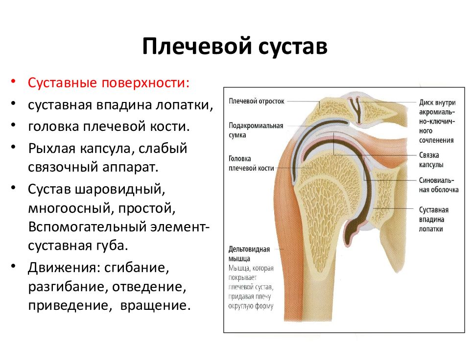 Суставные поверхности конгруэнтны. Плечевой сустав характеристика сустава. Плечевой сустав анатомия строение кости. Капсульно связочный аппарат плечевого сустава. Суставные поверхности в плечевом суставе.