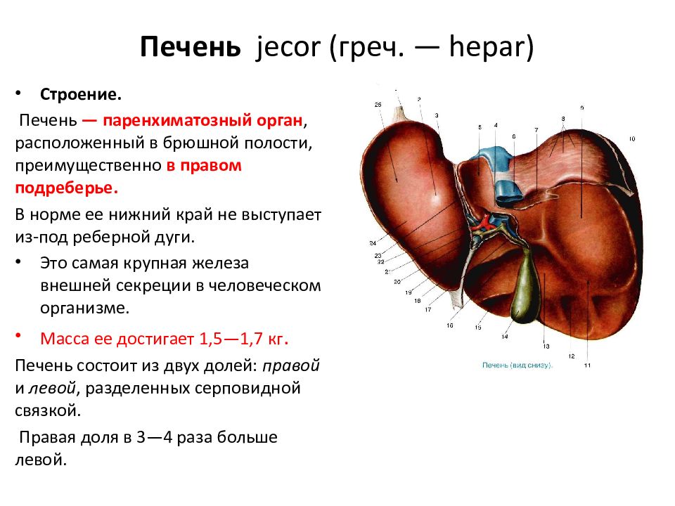 Связки печени