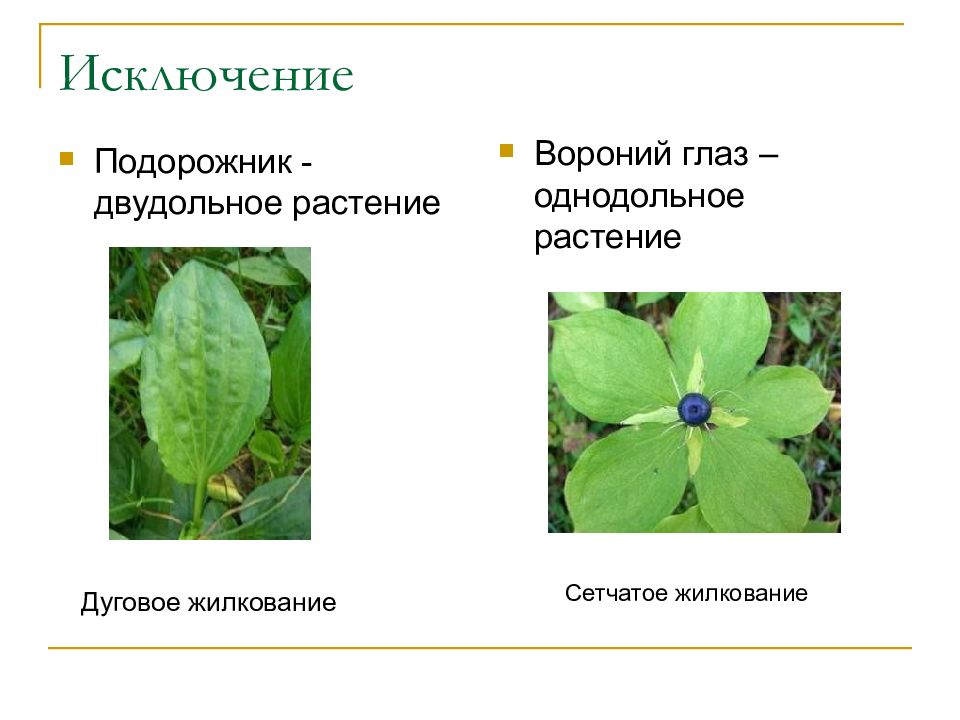 К какому классу относят растение лист которого показан на рисунке 1 папоротниковые двудольные