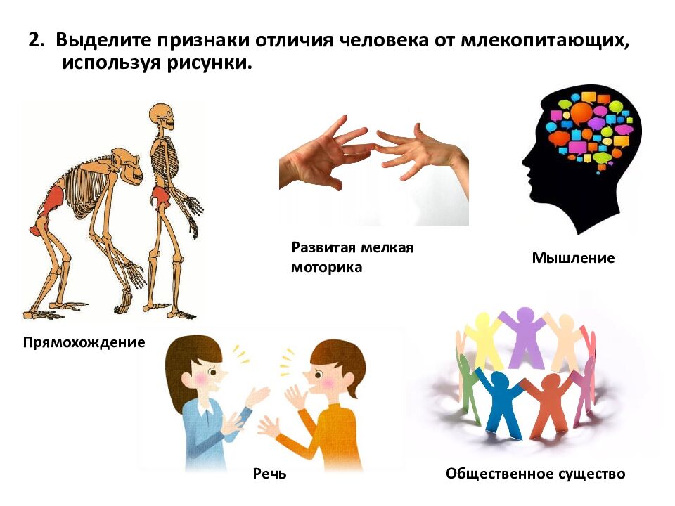 Общий обзор организма человека. Человек