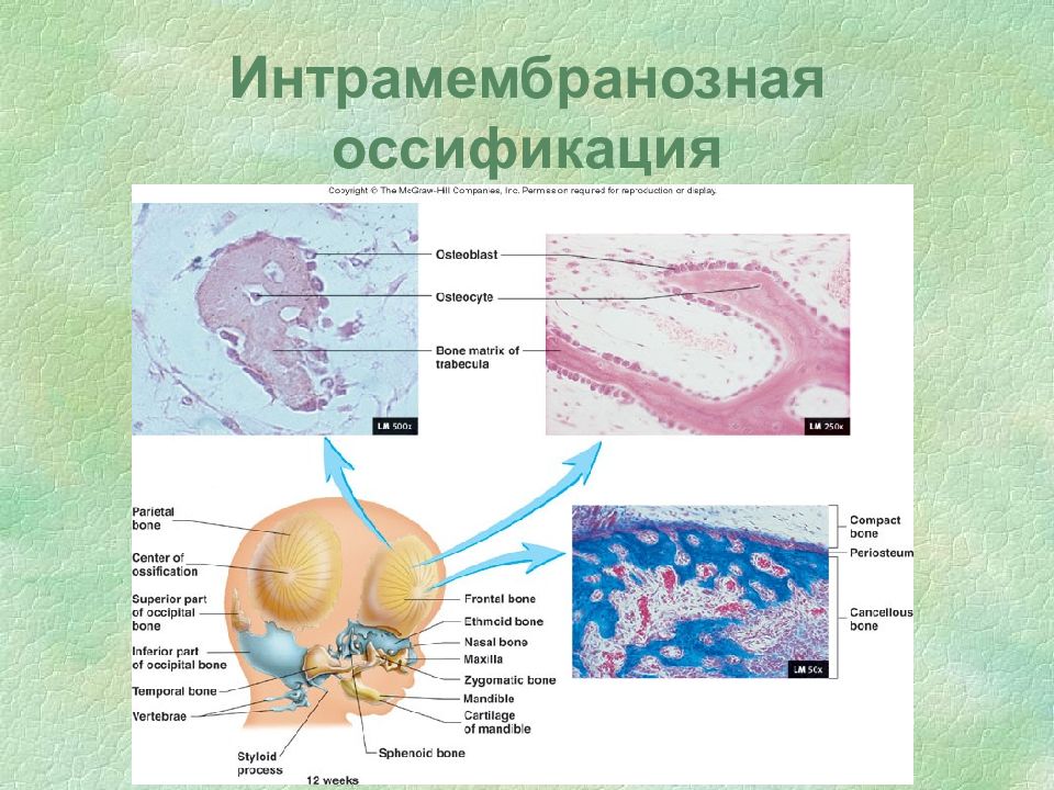 Пороки развития опорно двигательного аппарата презентация