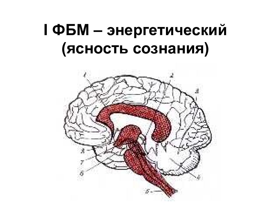 Функциональное нарушение мозга. Морфофункциональные блоки мозга Лурия. Функциональные блоки могза. Функциональные блоки мозга схема. Первый функциональный блок мозга.