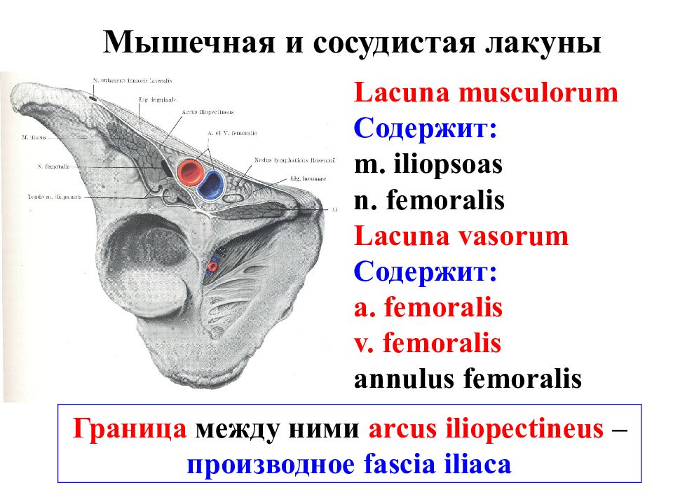 Бедренный канал рисунок