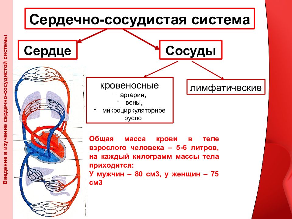 Презентация артериальная система