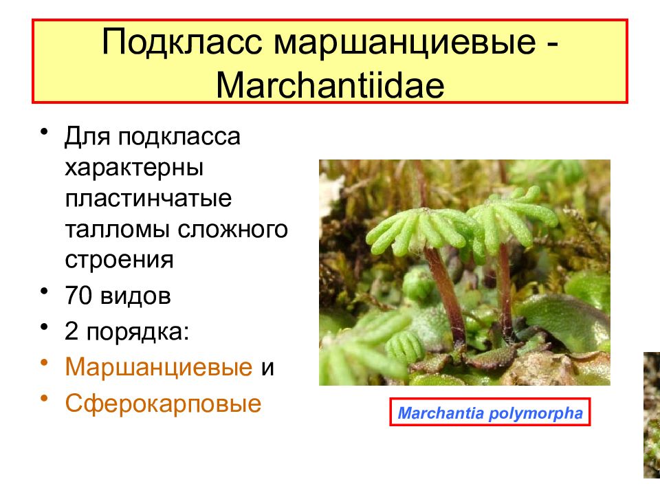 Мхи вопросы. Печеночники Маршанциевые. Подклассы печеночных мхов. Подкласс Маршанциевые. Класс печеночники маршанция.