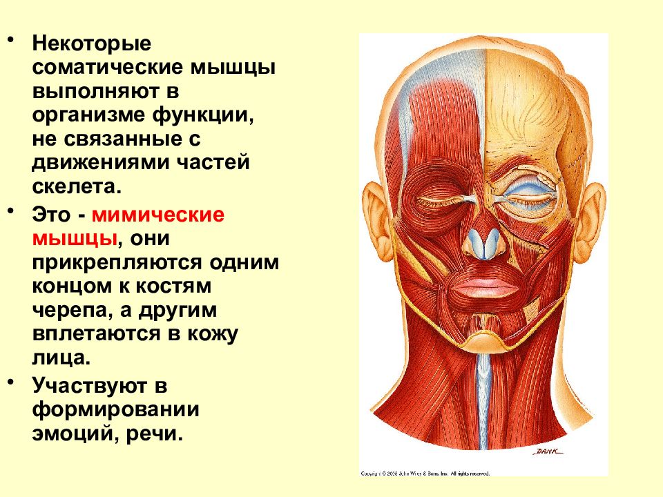 Мимические мышцы презентация