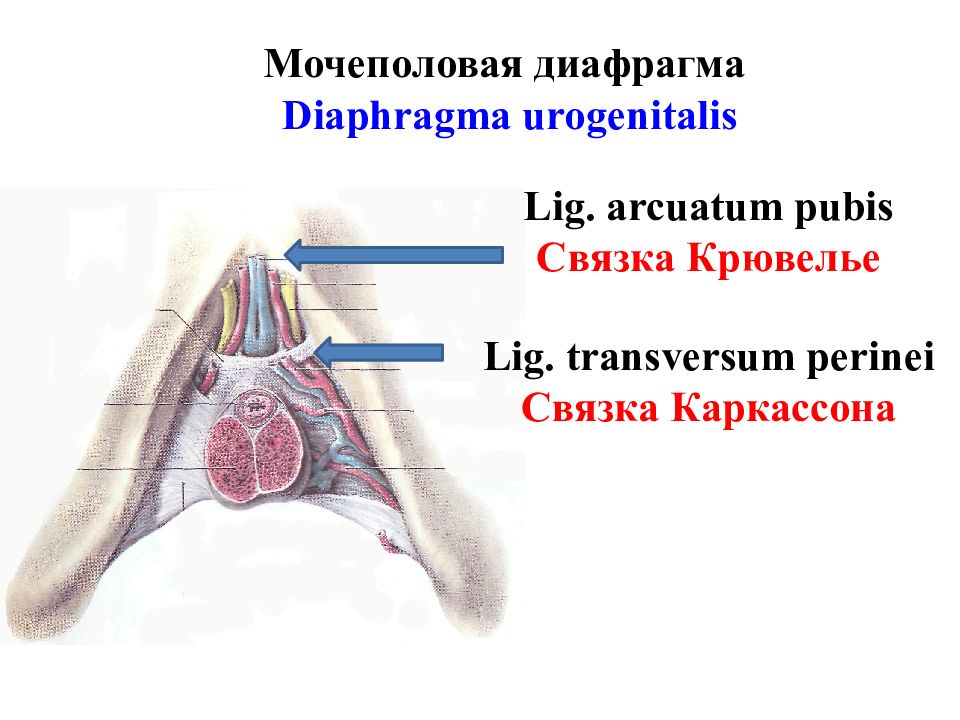 Фасции мочеполовой диафрагмы. Строение мочеполовой диафрагмы. Топография мочеполовой диафрагмы. Мочеполовая диафрагма топографическая анатомия.