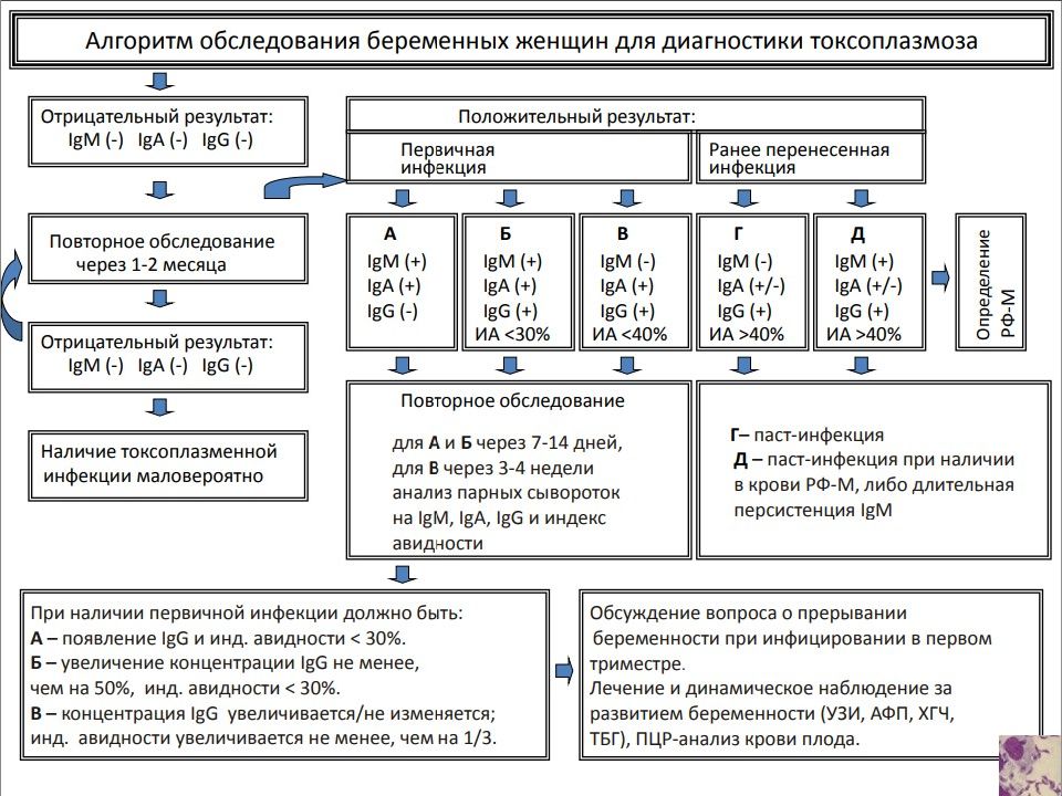 Токсоплазмоз диагностика. Алгоритм обследования беременной. Диагностирование токсоплазмоза. Лабораторная диагностика токсоплазмоза. Алгоритмы диагностики Torch инфекций.