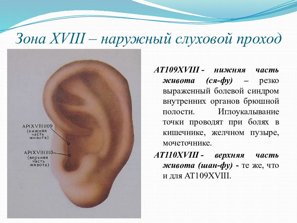 Аурикулотерапия. Точка жажды и голода на ухе. Аурикулотерапия в ДОУ. Аурикулотерапия в логопедии презентация. Проекция тела на ухе.