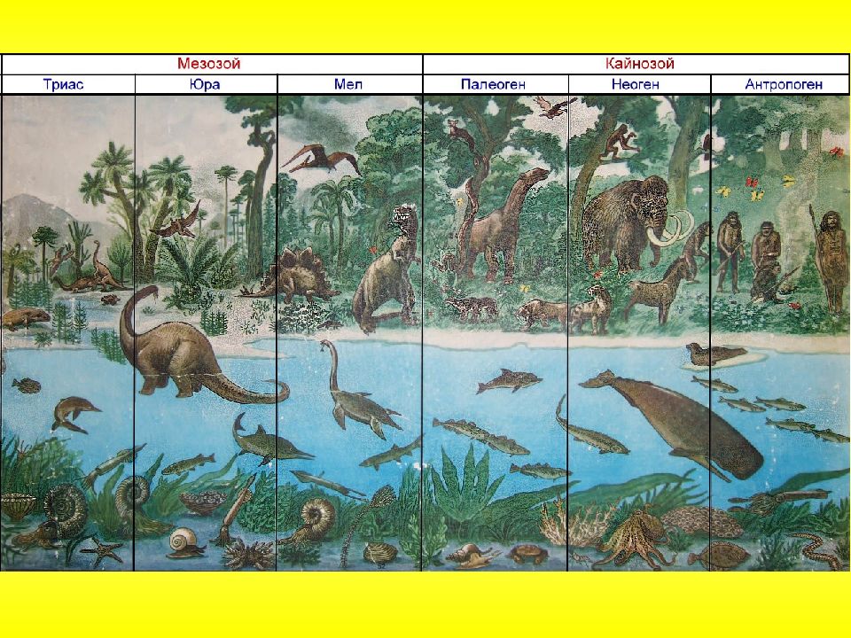 Биология кайнозойская эра презентация
