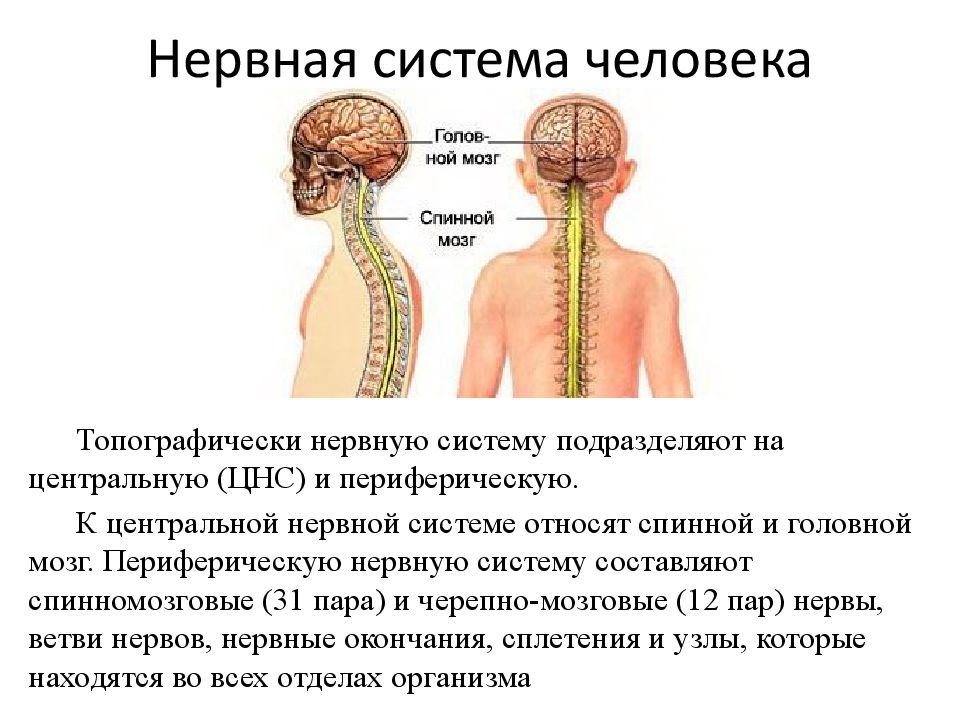 Вспомните материал курса зоология определите типы нервных систем изображенных на рисунке